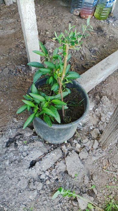 Tenho estes vasos  de pêra/ melão