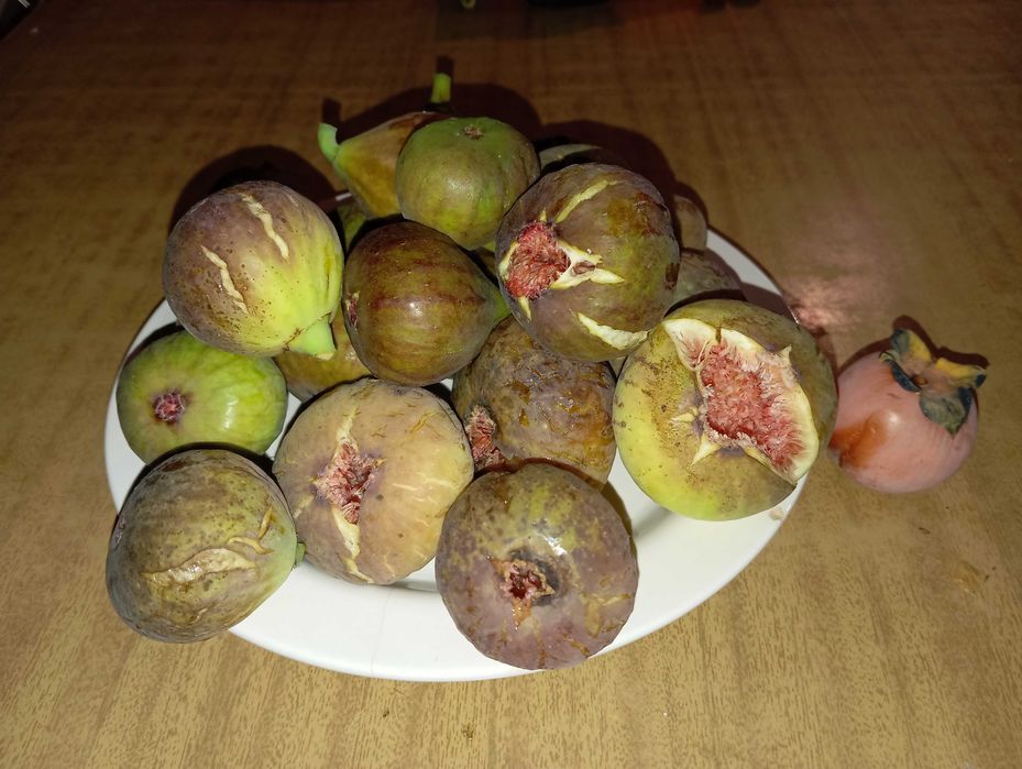 Мандевіла гранат інжир лимон