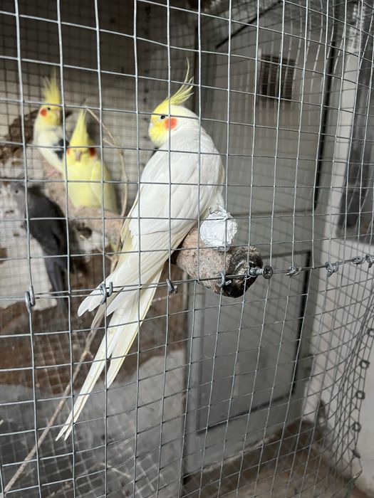 Lote de aves psitacideos