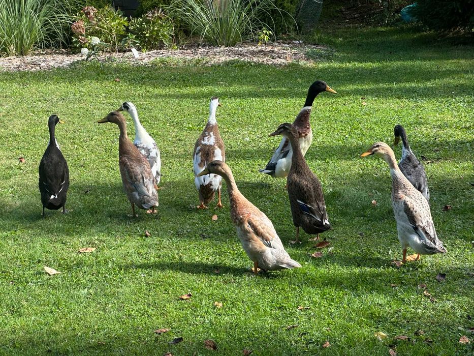 Kaczki biegusy z wiosny dorosłe