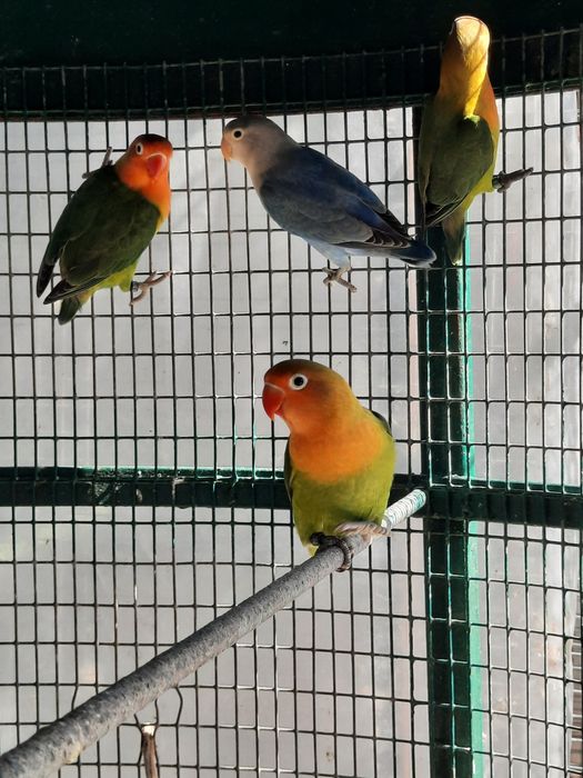 Agapornis fischers ,rolas diamante e mandarins