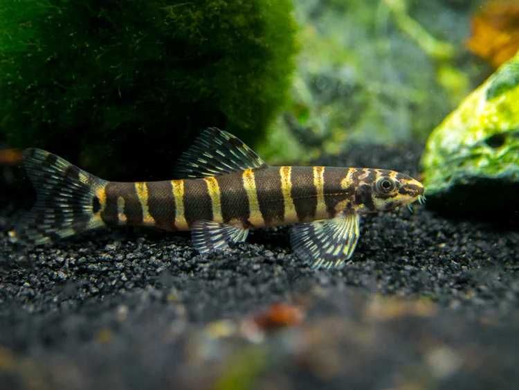 Bocja serpent Bocja medusa (Serpenticobitis octozona) WYSYŁKA AKWAWIN