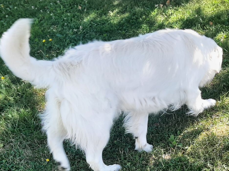 Golden Retriever ZHPR UCI