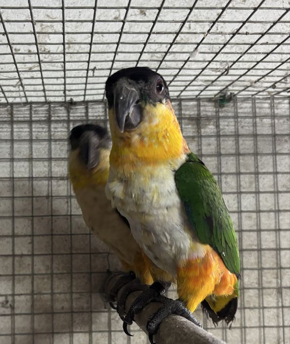 Pionites Melanocephalus ( Marianinhas cabeça preta )