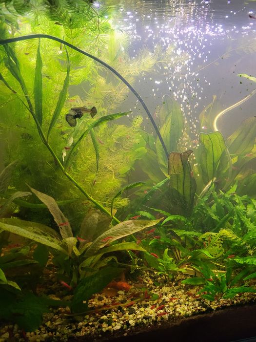 Krewetki red scherry.