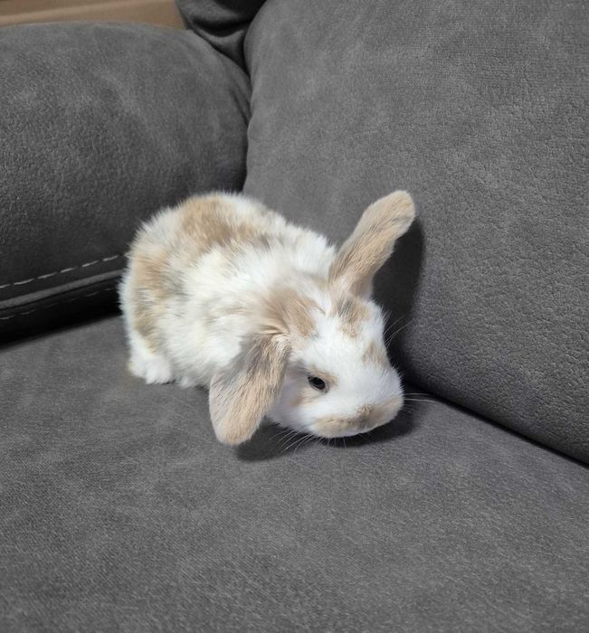 Mini Coelho Loop – Fêmeas Disponíveis