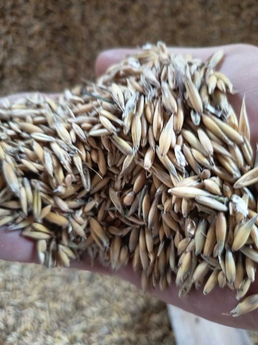 Sprzedam Owies Bingo