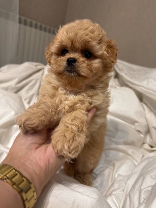 Милый Мальтипу ф1 ф2