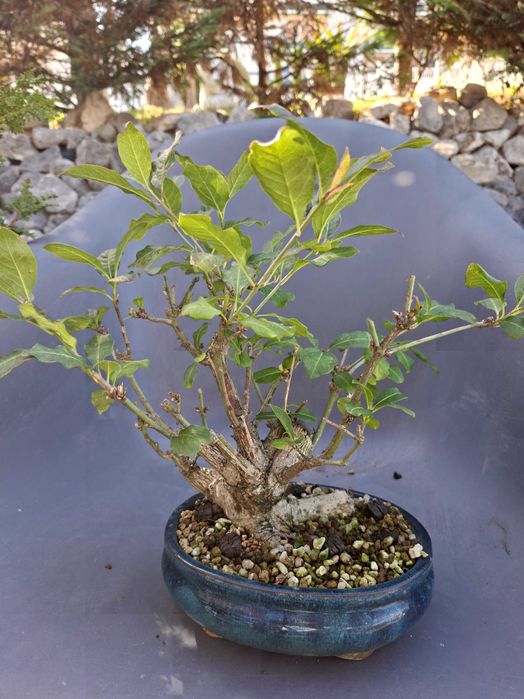 Bonsai Euonymus Europea