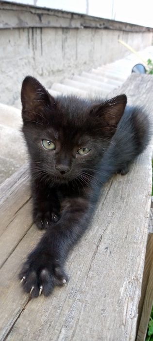 Віддамо гарних кошенят в хороші руки!