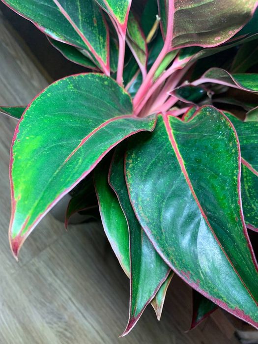 Аглаонема Кріт ( Aglaonema Crete )