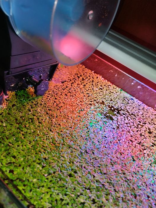 Lemna minor ou lentilha de água