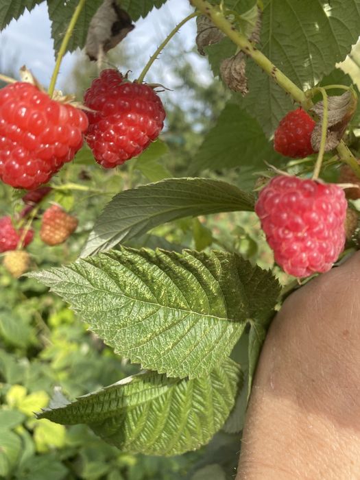 Саджанці малини ,,Ерікаʼʼ