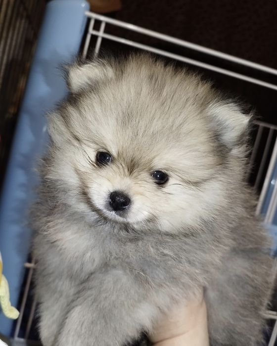 Pomeranian szpic miniaturowy ZKwP