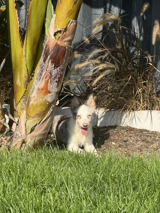 Border Collie Fêmea Merle Fofa