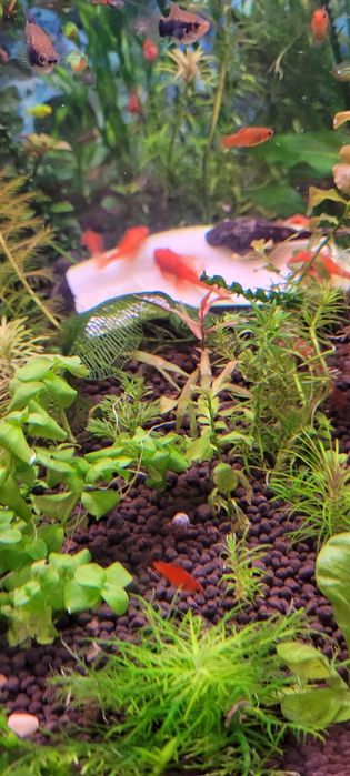 Witam sprzedam zbrojniki super red