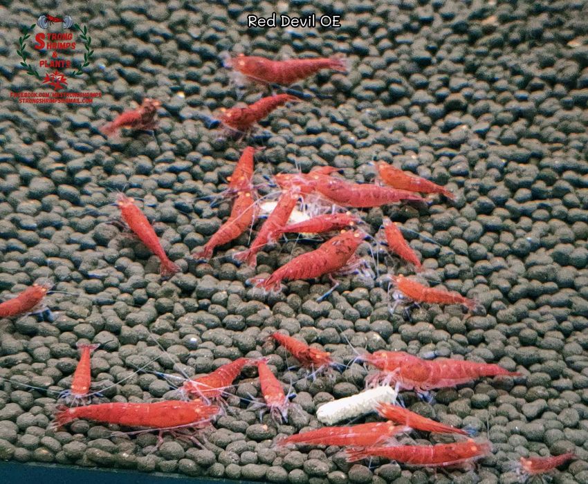 Krewetki Caridina Red Devil OE Orange Eyes ZAMIANA GRATIS PROMOCJA