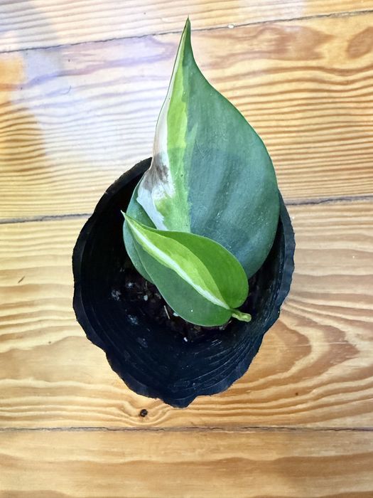 Philodendron Cream Splash