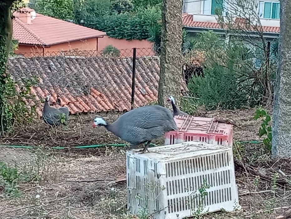 Gansos patos reais galinhas da Ângola