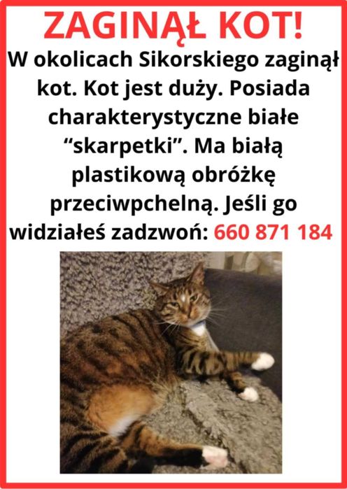 ZAGINĄŁ KOT Białogard i okolice