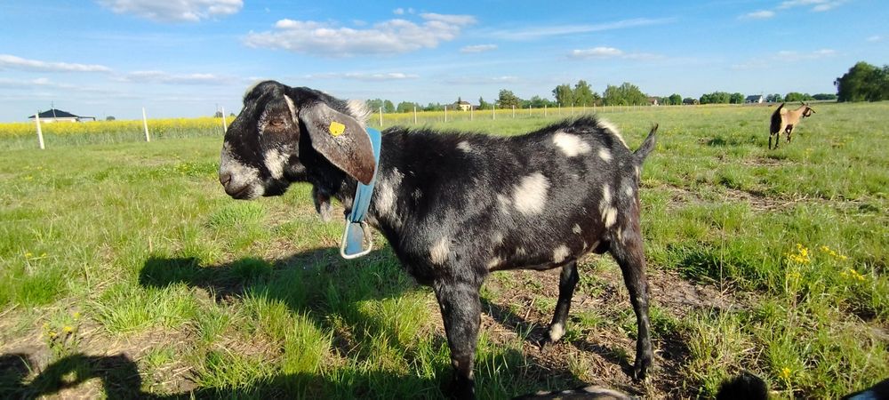 Cap do krycia kozy Kozioł