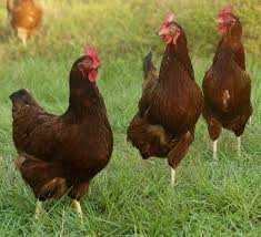 KURY NIOSKI Rosa Mesa Leghorn z jajami prosto z Fermy Drobiu.ZAPRASZAM