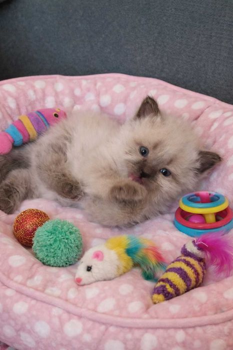 Kocur Syberyjski Neva Masquarade