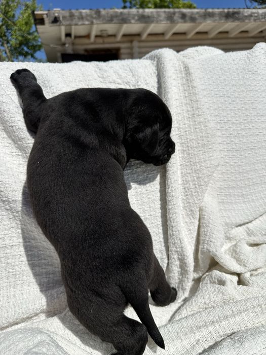 Чорний кане корсо Брікс, 1 місяць, сильна родовідна лінія