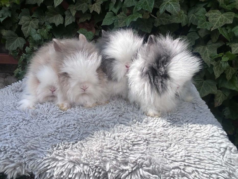 Króliczki karzełki Teddy mini króliki metryka