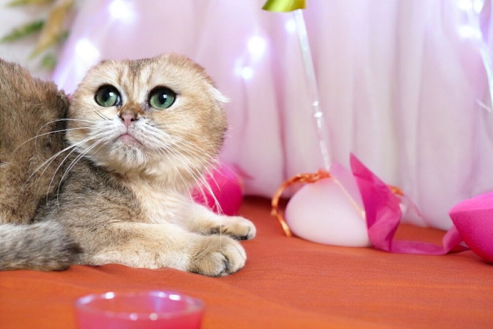 Чудесные высокопородные кошки и коты