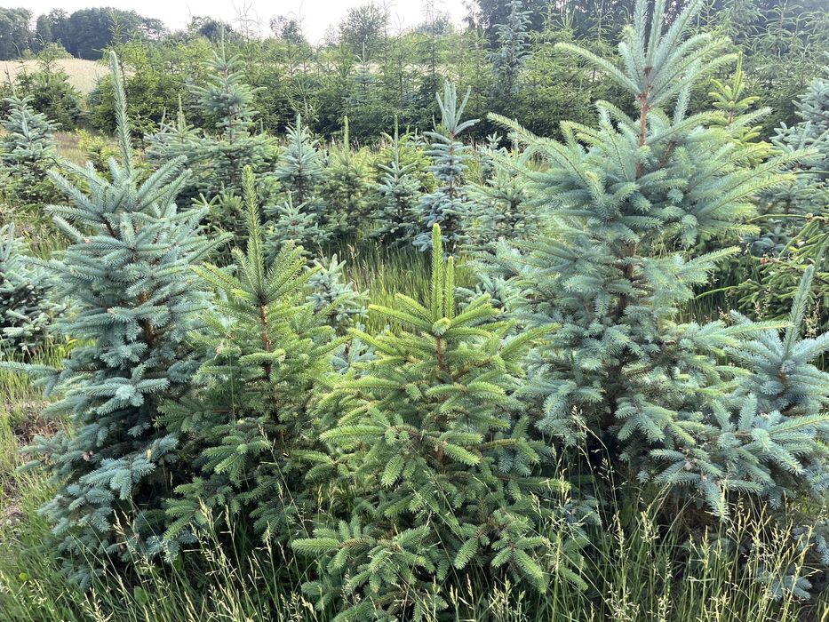 Świerk pospolity, świerk kłujący (srebrny)