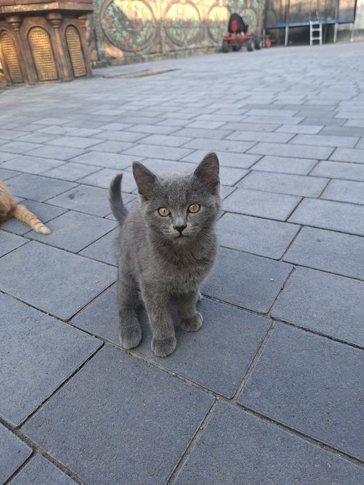 Котики. Вік 3 місяці