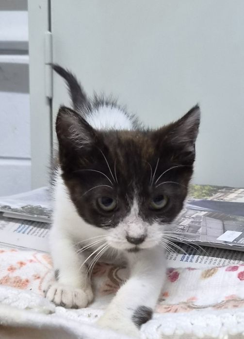 Gatinho bebé para adoção