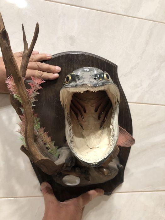 Чучело голови риби Щука
