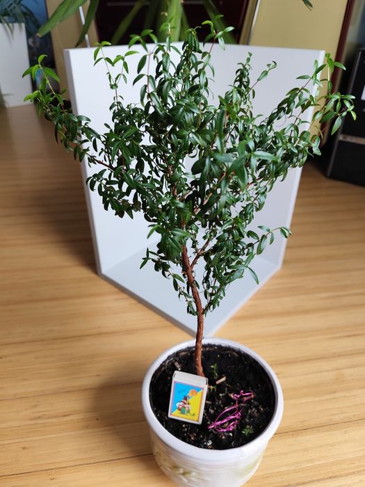 Мирт, вазонки прищепи мирта