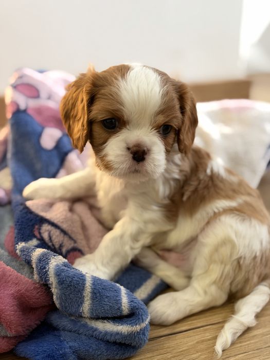 Cavalier King Charles Spaniel PIESEK