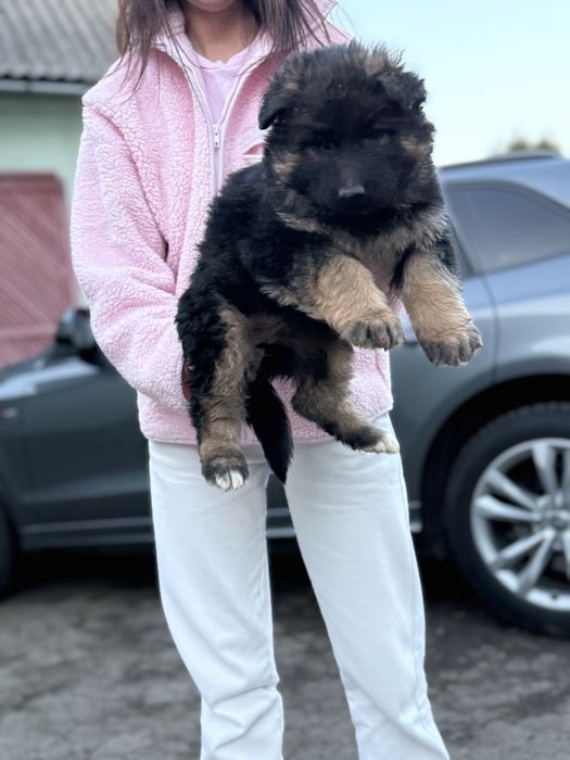 Довгошерстні вівчарки