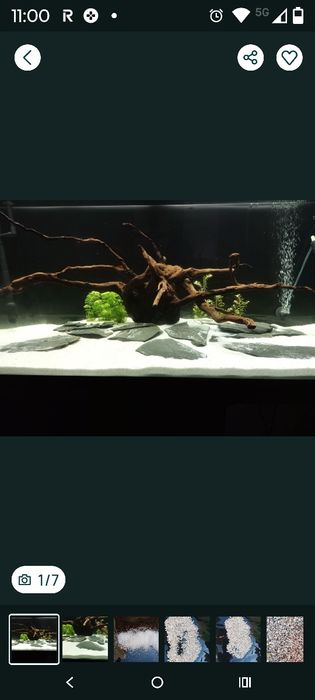 Raiz Africana ( tronco ) para Aquariofilia