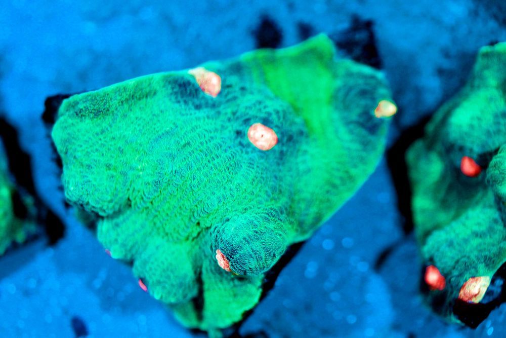 Chalice Raja Rampage Rzadkość  OK 3X3 cm FLUOLAMPS.PL WYSYLKI