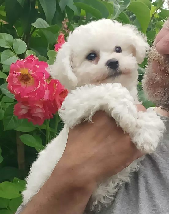 Bichon frise chłopczyk