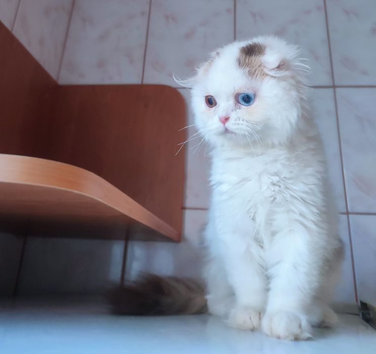 Різноокий шоколадний Арлекін.