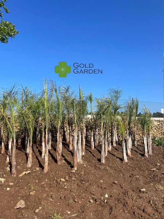 Coqueiros de vários tamanhos! Palmeiras / Coqueiros / Jardim / Àrvores