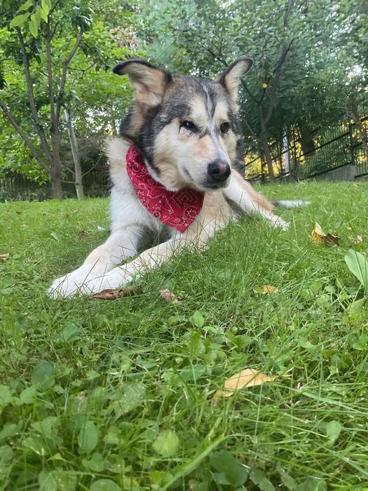 Pies piesek do adopcji