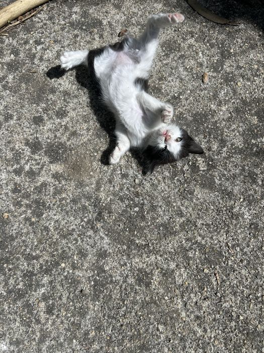 Gatinhos para dar