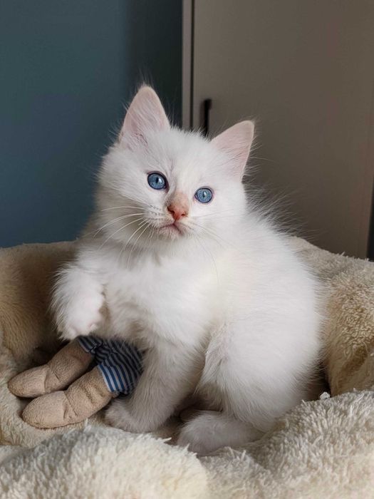 Kocurek - kot rasy  Ragdoll po przebadanych rodzicach