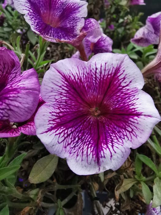 Surfinia - MEGA KOLEKCJA-180 nasion - 6 opakowań