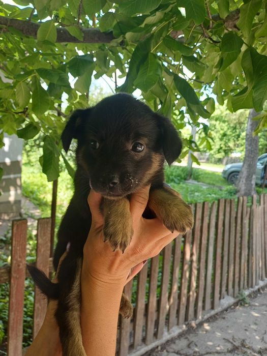 Цуценята, дівчатка