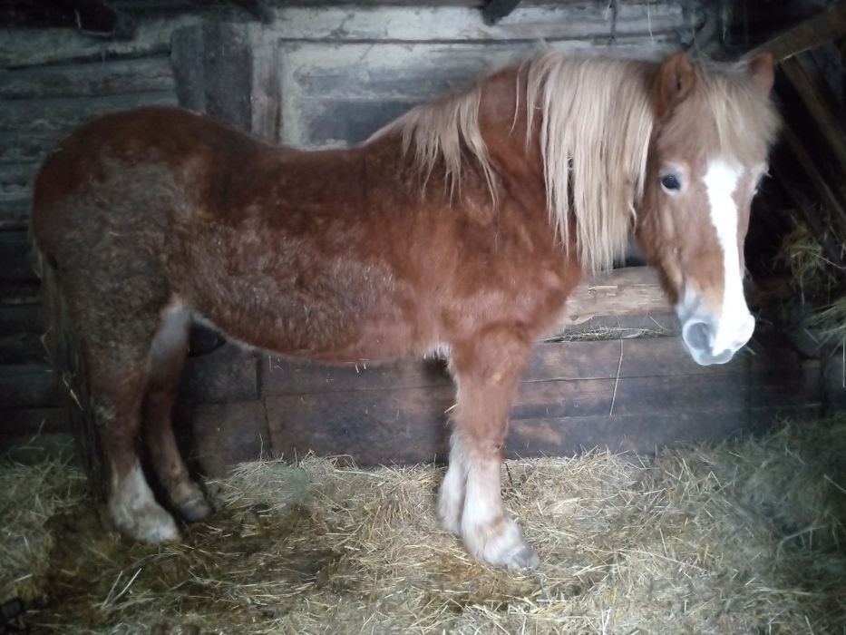 Кобила запряжна робоча спокойна