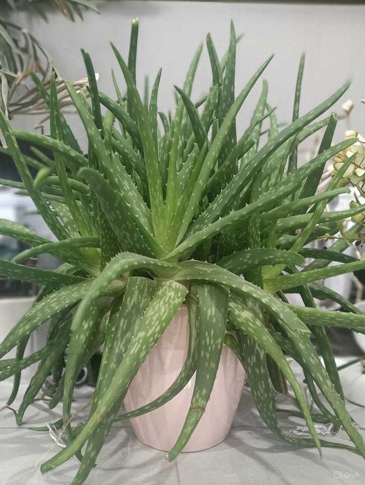 Sadzonki aloesu leczniczego (Aloe vera) – prywatna sprzedaż