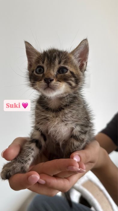6 gatinhos à procura de um lar
